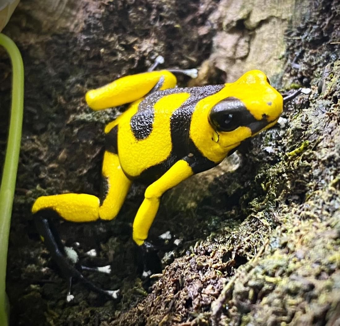 Amphibians Archives - The Exotic Shop